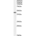 Western Blot - Anti-Cdk9 Antibody (A85261) - Antibodies.com