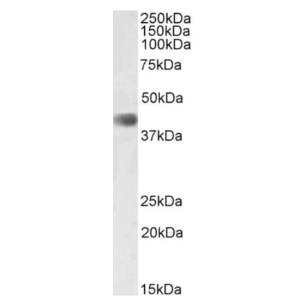 Western Blot - Anti-Cdk9 Antibody (A85262) - Antibodies.com