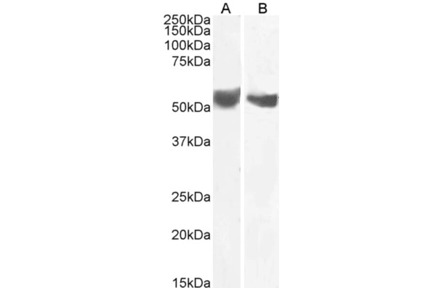 Western Blot - Anti-CD276 Antibody (A85264) - Antibodies.com