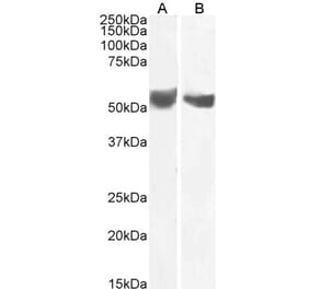 Western Blot - Anti-CD276 Antibody (A85264) - Antibodies.com
