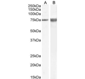 Western Blot - Anti-IB-1 Antibody (A85266) - Antibodies.com