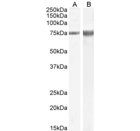 Western Blot - Anti-MAPK8IP1 Antibody (A85266) - Antibodies.com