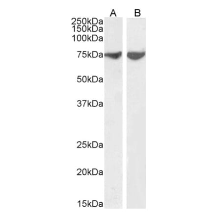 Western Blot - Anti-IB-1 Antibody (A85267) - Antibodies.com