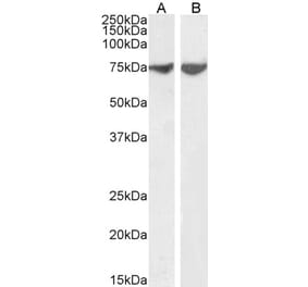 Western Blot - Anti-MAPK8IP1 Antibody (A85267) - Antibodies.com