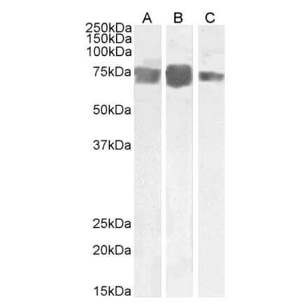 Western Blot - Anti-CD146 Antibody (A85268) - Antibodies.com