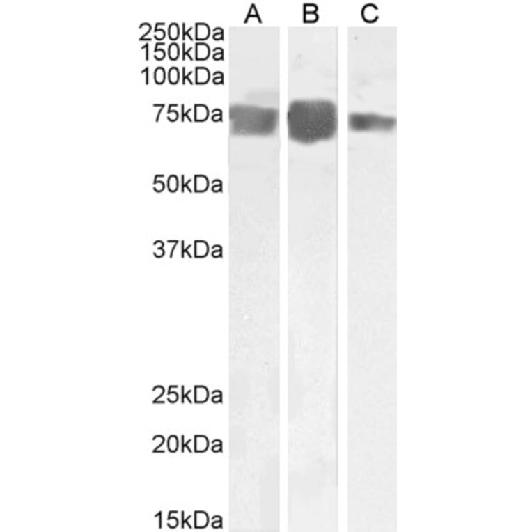 Western Blot - Anti-CD146 Antibody (A85268) - Antibodies.com