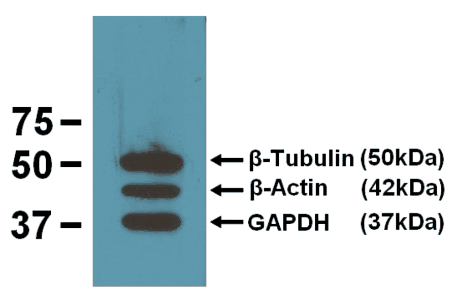 Western Blot - Anti-GAPDH Antibody (A85271) - Antibodies.com