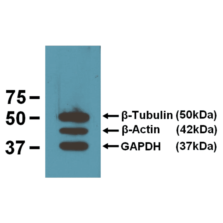 Western Blot - Anti-GAPDH Antibody (A85271) - Antibodies.com