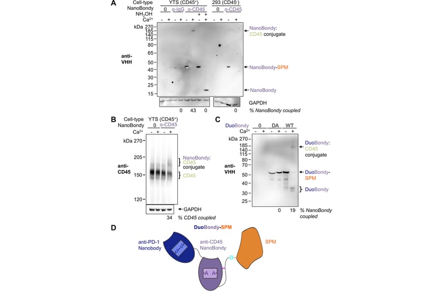 Western Blot - Anti-GAPDH Antibody [GA1R] (A85271) - Antibodies.com