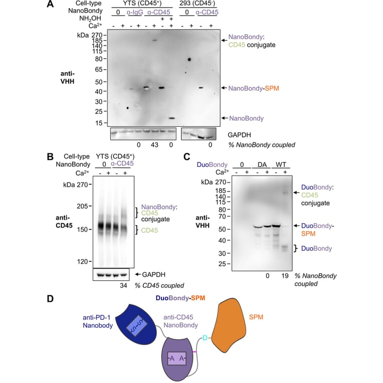 Western Blot - Anti-GAPDH Antibody [GA1R] (A85271) - Antibodies.com