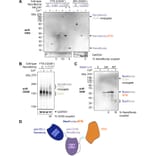 Western Blot - Anti-GAPDH Antibody [GA1R] (A85271) - Antibodies.com