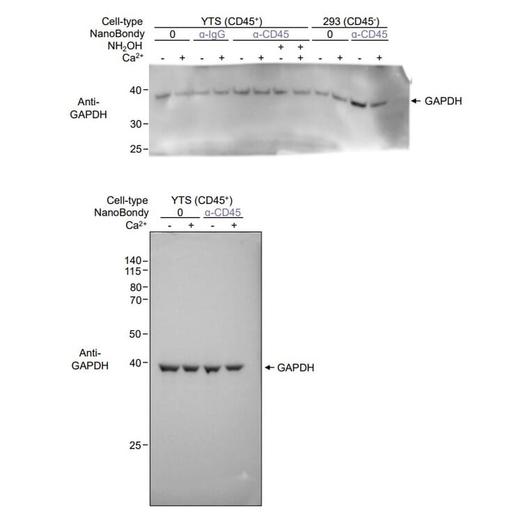 Western Blot - Anti-GAPDH Antibody [GA1R] (A85271) - Antibodies.com