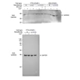 Western Blot - Anti-GAPDH Antibody [GA1R] (A85271) - Antibodies.com
