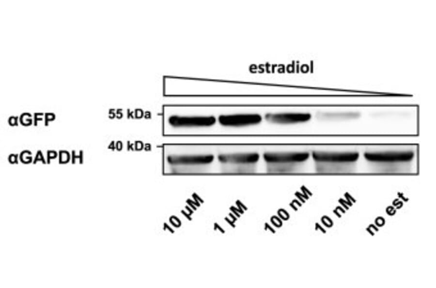 Western Blot - Anti-GAPDH Antibody [GA1R] - Antibodies.com