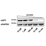 Western Blot - Anti-GAPDH Antibody [GA1R] - Antibodies.com