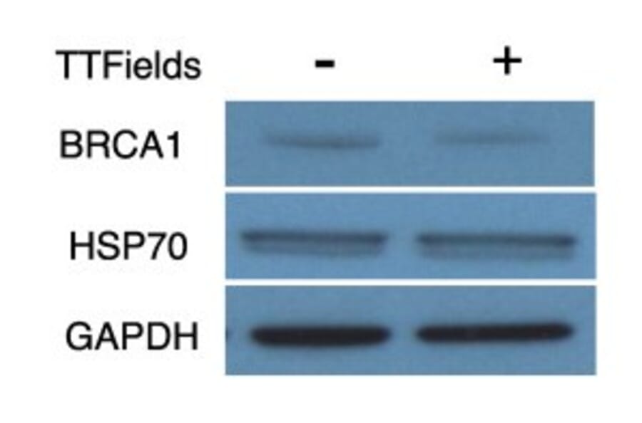 Western Blot - Anti-GAPDH Antibody [GA1R] - Antibodies.com