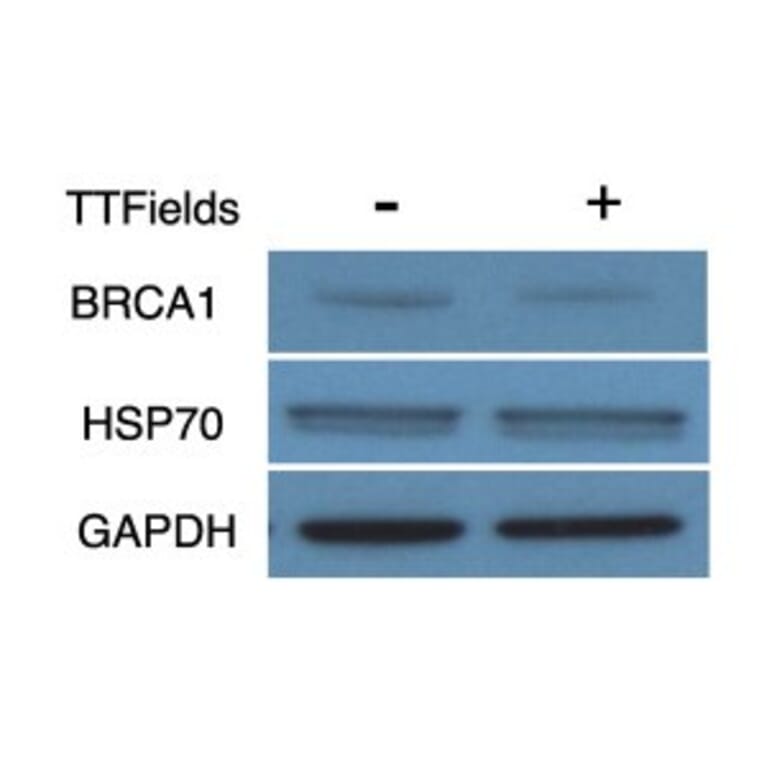Western Blot - Anti-GAPDH Antibody [GA1R] - Antibodies.com