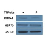 Western Blot - Anti-GAPDH Antibody [GA1R] - Antibodies.com