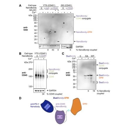 Western Blot - Anti-GAPDH Antibody [GA1R] (A85271) - Antibodies.com