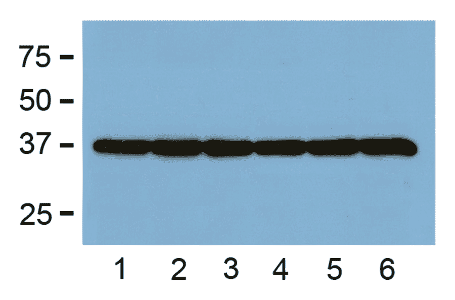 Western Blot - Anti-GAPDH Antibody (A85271) - Antibodies.com