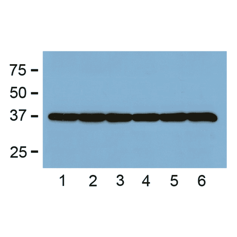 Western Blot - Anti-GAPDH Antibody (A85271) - Antibodies.com
