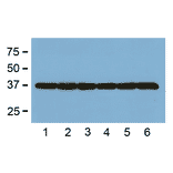 Western Blot - Anti-GAPDH Antibody (A85271) - Antibodies.com