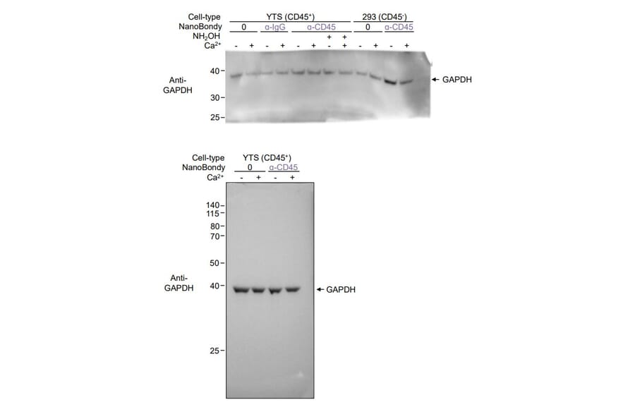 Western Blot - Anti-GAPDH Antibody [GA1R] (A85271) - Antibodies.com