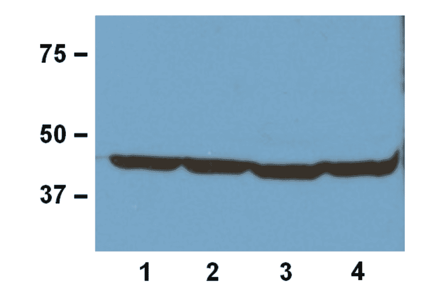 Western Blot - Anti-ß-Actin Antibody (A85272) - Antibodies.com