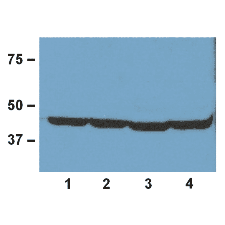 Western Blot - Anti-ß-Actin Antibody (A85272) - Antibodies.com