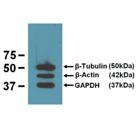 Western Blot - Anti-ß-Tubulin Antibody (A85273) - Antibodies.com