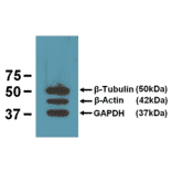 Western Blot - Anti-ß-Tubulin Antibody (A85273) - Antibodies.com