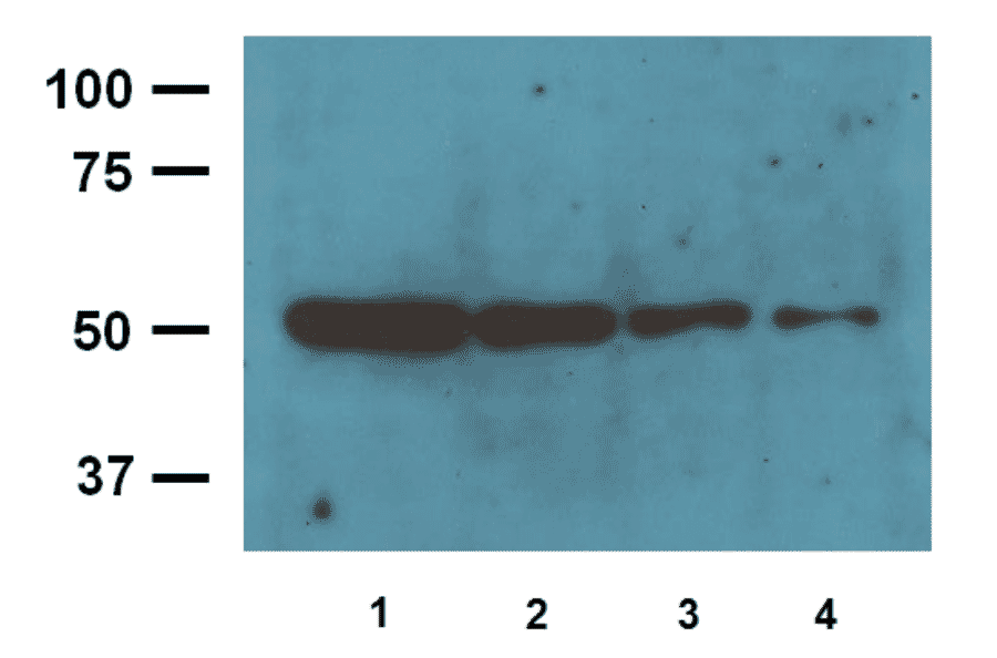 Western Blot - Anti-ß-Tubulin Antibody (A85273) - Antibodies.com