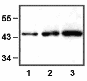 Western Blot - Anti-ERK1 Antibody (A85274) - Antibodies.com