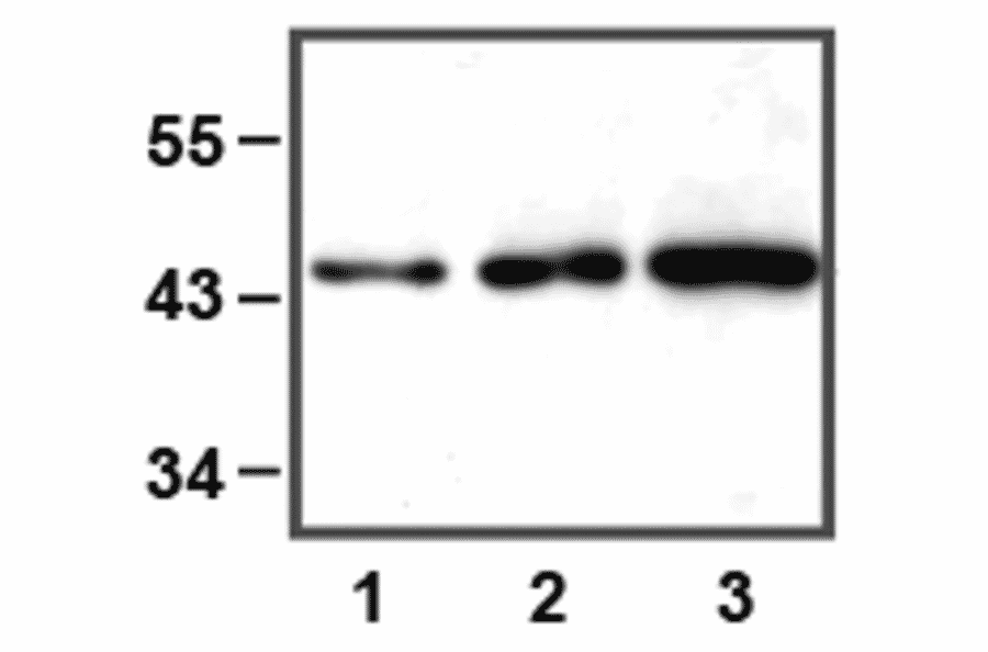 Western Blot - Anti-ERK1 Antibody (A85274) - Antibodies.com