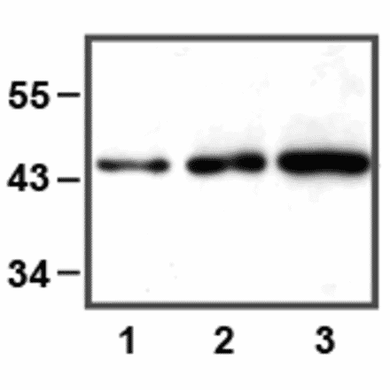 Western Blot - Anti-ERK1 Antibody (A85274) - Antibodies.com