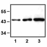 Western Blot - Anti-ERK1 Antibody (A85274) - Antibodies.com