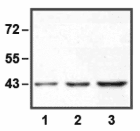 Western Blot - Anti-ERK1 Antibody (A85275) - Antibodies.com