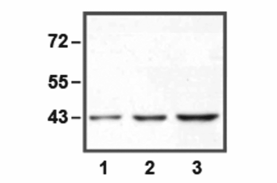 Western Blot - Anti-ERK1 Antibody (A85275) - Antibodies.com