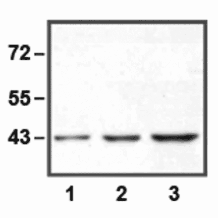 Western Blot - Anti-ERK1 Antibody (A85275) - Antibodies.com