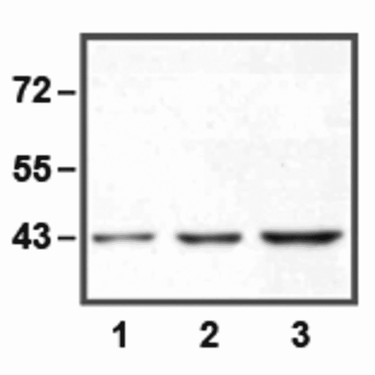 Western Blot - Anti-ERK1 Antibody (A85275) - Antibodies.com