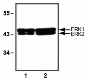 Western Blot - Anti-ERK1/2 Antibody (A85276) - Antibodies.com
