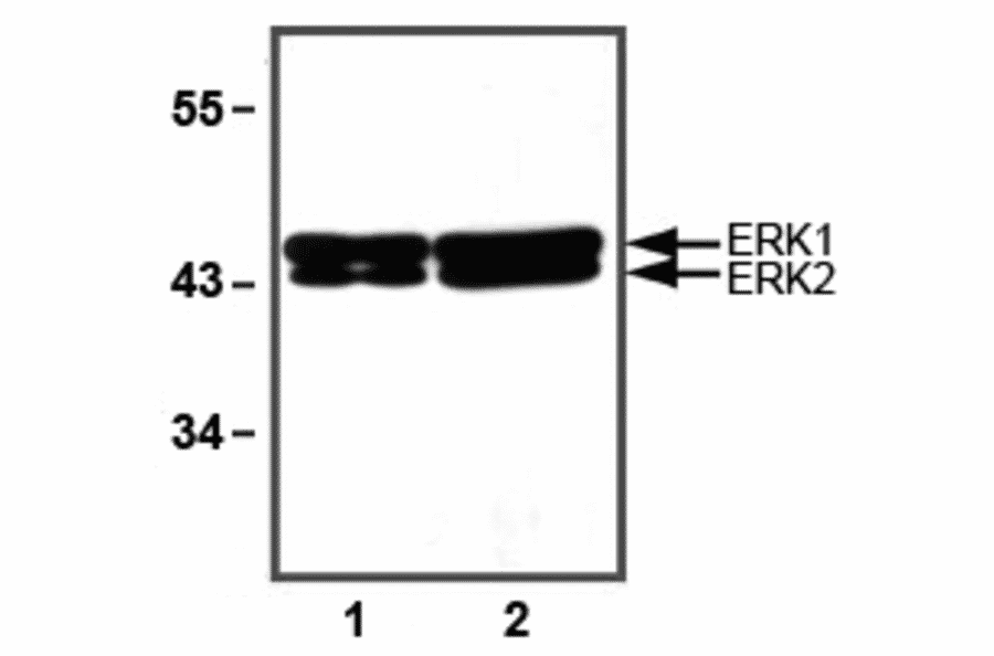 Western Blot - Anti-ERK1/2 Antibody (A85276) - Antibodies.com