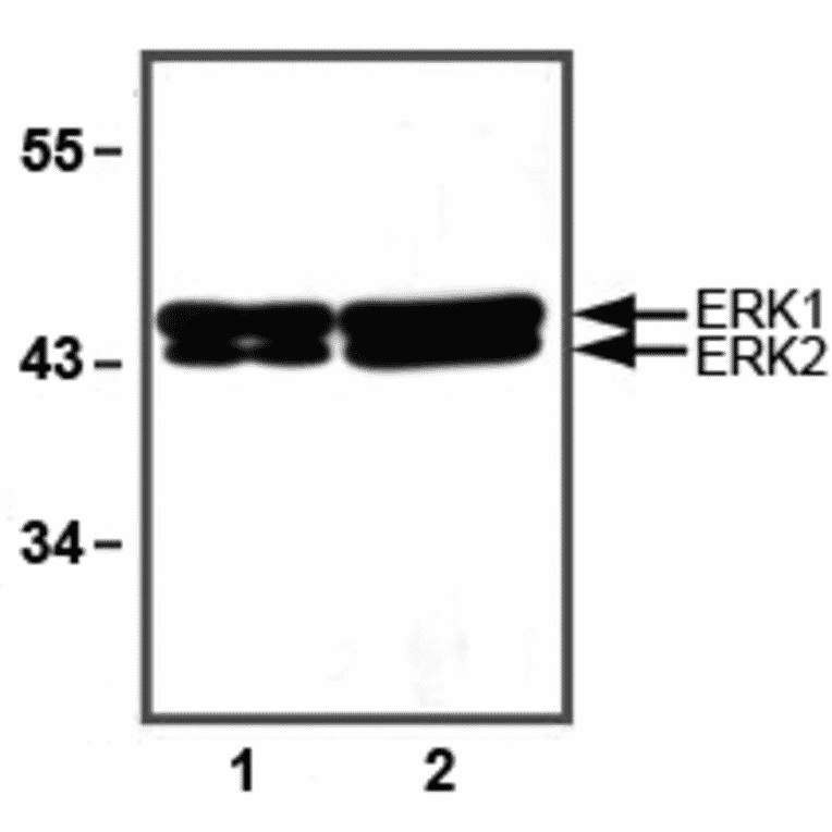 Western Blot - Anti-ERK1/2 Antibody (A85276) - Antibodies.com