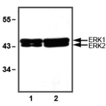 Western Blot - Anti-ERK1/2 Antibody (A85276) - Antibodies.com