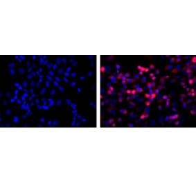 Immunofluorescence - Anti-His Tag Antibody (A85277) - Antibodies.com