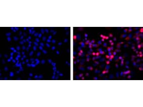 Immunofluorescence - Anti-His Tag Antibody (A85277) - Antibodies.com