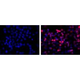 Immunofluorescence - Anti-His Tag Antibody (A85277) - Antibodies.com