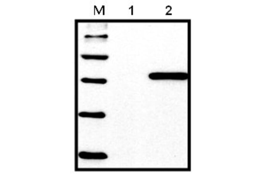 Western Blot - Anti-His Tag Antibody (A85277) - Antibodies.com
