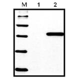 Western Blot - Anti-His Tag Antibody (A85277) - Antibodies.com