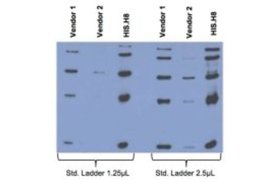 Western Blot - Anti-His Tag Antibody (A85277) - Antibodies.com